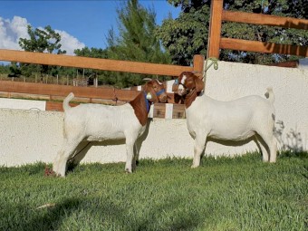 Boer Goat / Does 