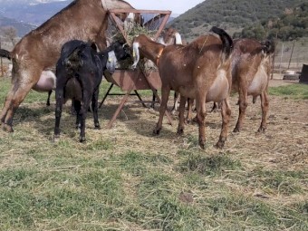 Commercial Anglo-Nubian goats  and Does available