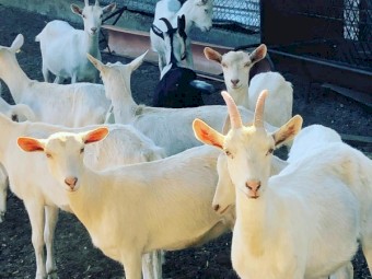 Dairy Goats/ Nigerian Dwarf goats / Saneen / Boer / Alpine 