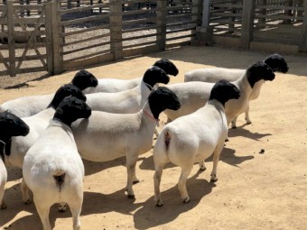 Fast Growing Dorper Sheep