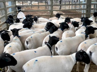 Blackhead Dorper cross Rams and Ewes 
