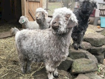 Angora Goats 