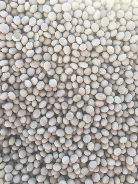 100mt Cowrie Soybeans