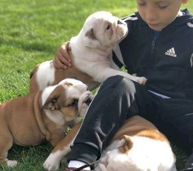 Outstanding English Bulldog puppies now available