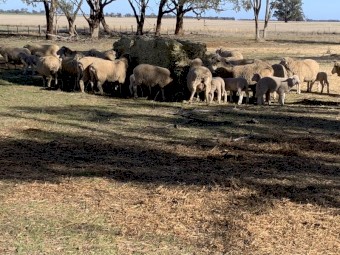 Barley Hay 8x4x3 Bales