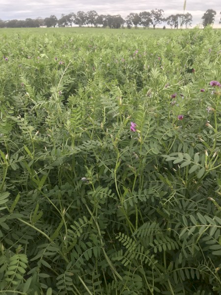 100mt Vetch Hay 5x4 Bales