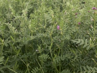 100mt Vetch Hay 5x4 Bales