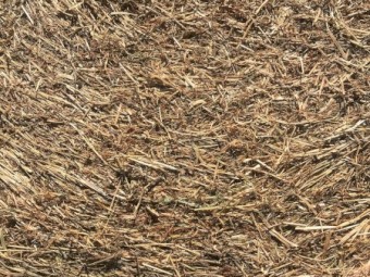 Sub Clover & Ryegrass Round Bales Shedded