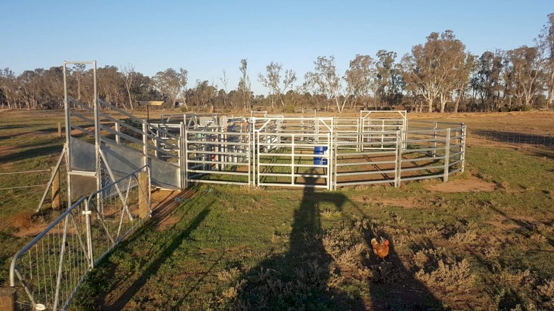 Yardsman C55 Cattle Yard with 600 Series Yardsman Crush with Adjustable Ramp