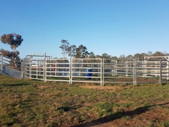 Yardsman C55 Cattle Yard with 600 Series Yardsman Crush with Adjustable Ramp