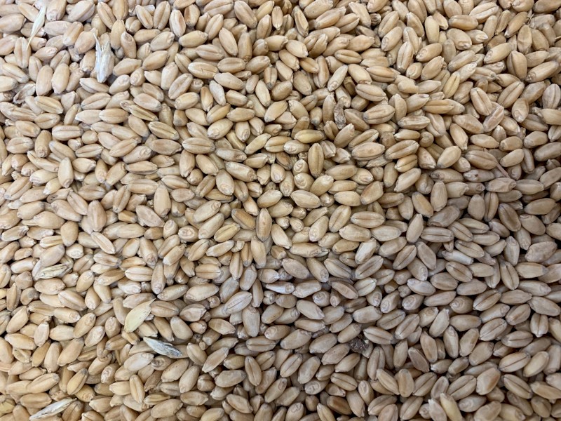 Scepter Wheat