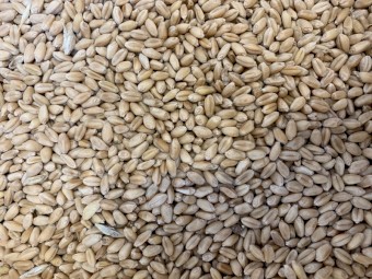 Scepter Wheat