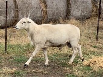 Australian White Ram