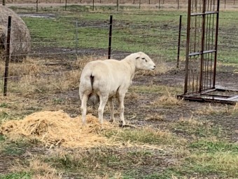 Australian White Ram