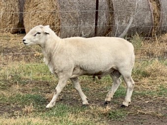 Australian White Ram