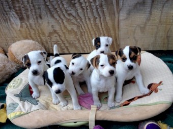 Jack Russell Terrier Puppies For Sale