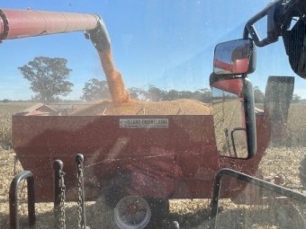 250t Feed Corn + Freight