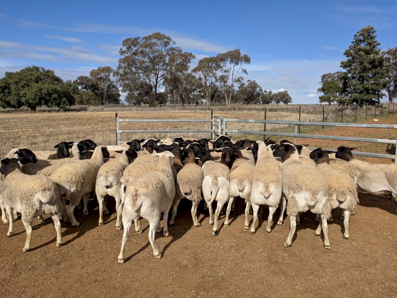 42 Dorper Ewe Hoggets