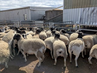 42 Dorper Ewe Hoggets