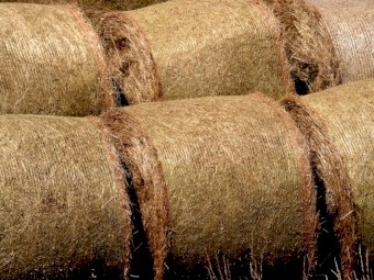 Premium Quality wheat straw