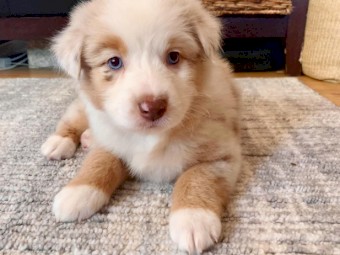12 weeks old Australian shepherds for sale  