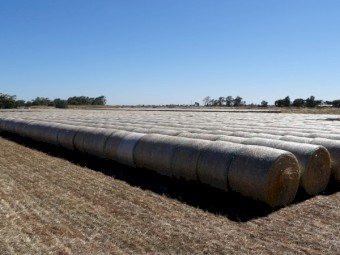 Rye Grass / Clover Hay 5x4 Rolls