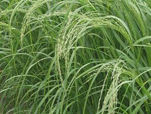 Teff Seed For Sale HAY AND GRAZING