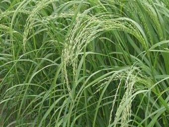 Teff Seed For Sale HAY AND GRAZING