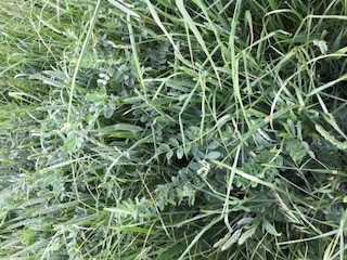 Wheat and vetch silage