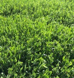 Wheat and vetch silage
