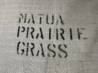 Matua Prairie Grass