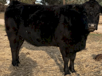 Angus Cows