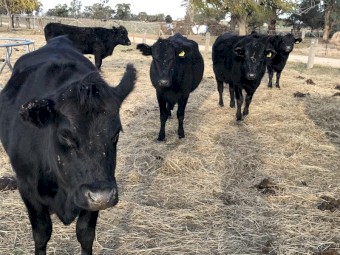 Angus Cows