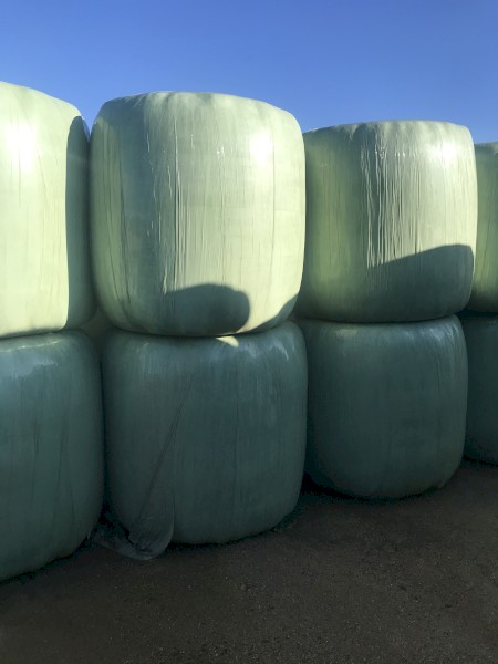 Legume and Grass Pasture Silage