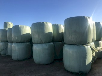 Legume and Grass Pasture Silage