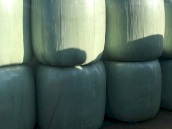 Legume and Grass Pasture Silage