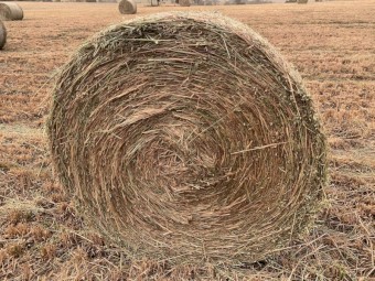 Hay Bales - Eurabbie Oats - 4x4 Rounds - cut January 2021