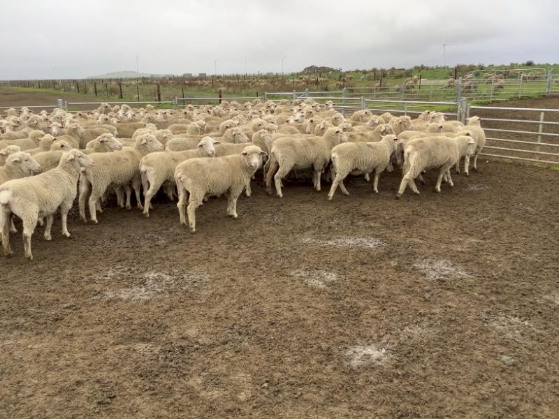 620 White Suffolk/Merino SIL 150% Ewe Hoggets