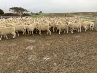 620 White Suffolk/Merino SIL 150% Ewe Hoggets