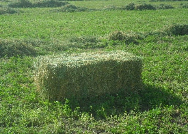 Premium Lucerne Hay - small squares - suit horses, sheep 