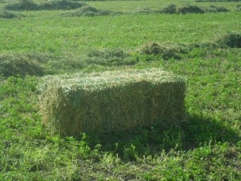 Premium Lucerne Hay - small squares - suit horses, sheep 