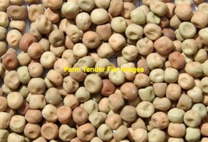 Wanted Cow Pea