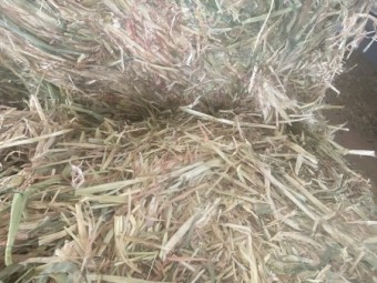 2019 Barley and Wheaten Hay 450t