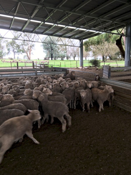 140 Southdown and Composite Lambs, Mixed sex