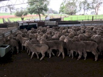 140 Southdown and Composite Lambs, Mixed sex