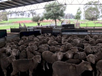 140 Southdown and Composite Lambs, Mixed sex