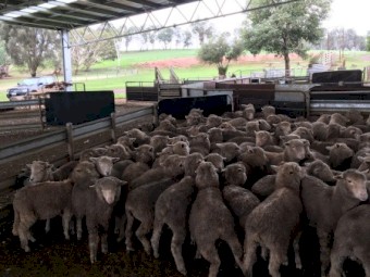 140 Southdown and Composite Lambs, Mixed sex