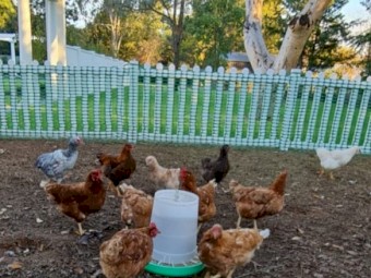 Isa brown and australorp mix free range hens