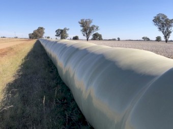 Wheat/Vetch/Rye silage