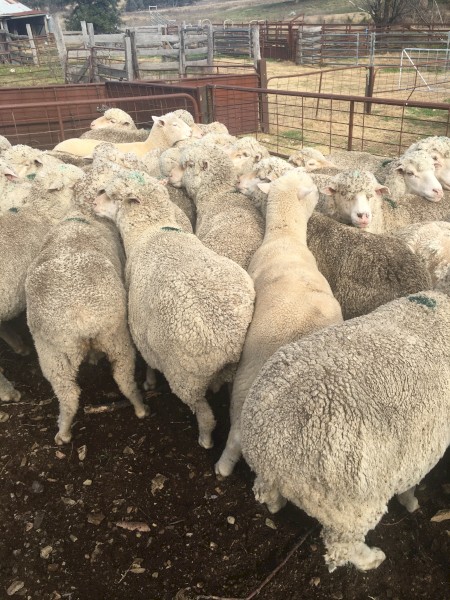 136 Fine Wool Merino Ewes